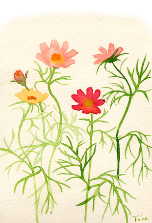 水彩画　コスモス