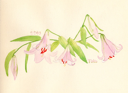 水彩画　ささゆり
