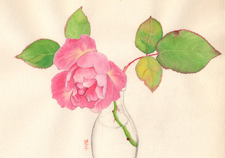 水彩画　ピンクの薔薇2