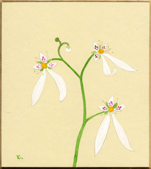 水彩画　ゆきのした 2