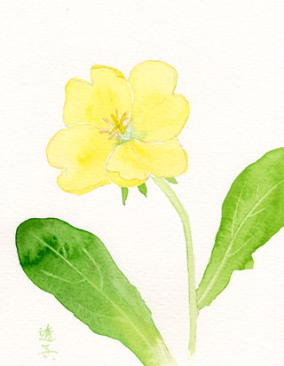 水彩画　月見草