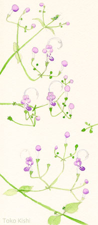 水彩画　雁金草1