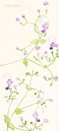 水彩画　雁金草2