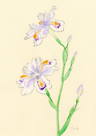 水彩画　シャガ2