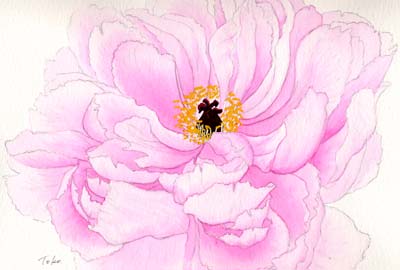 水彩画　牡丹 吉野川3