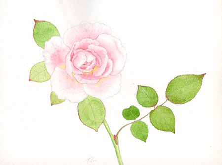 水彩画　薔薇