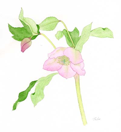 水彩画　クリスマスローズ