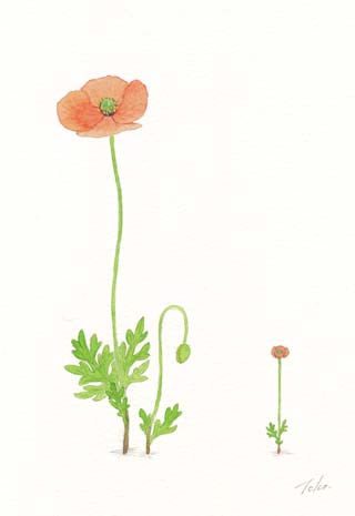 水彩画 ナガミヒナゲシ