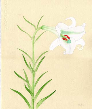 水彩画 高砂百合