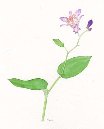 水彩画　ホトトギス