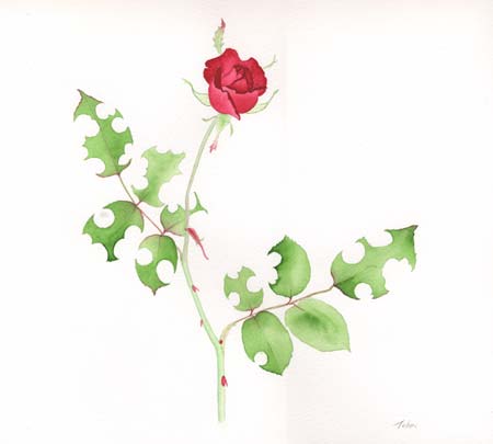 水彩画　咲く - 赤い薔薇
