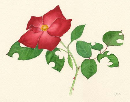 水彩画　赤い薔薇