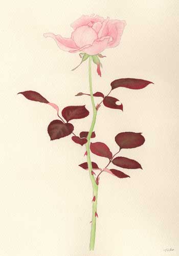 水彩画　赤い葉の薔薇