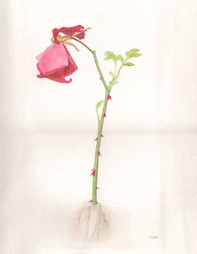 水彩画　伐られても