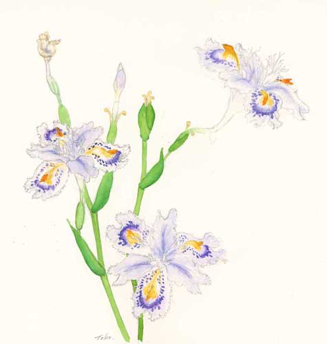 水彩画　シャガ