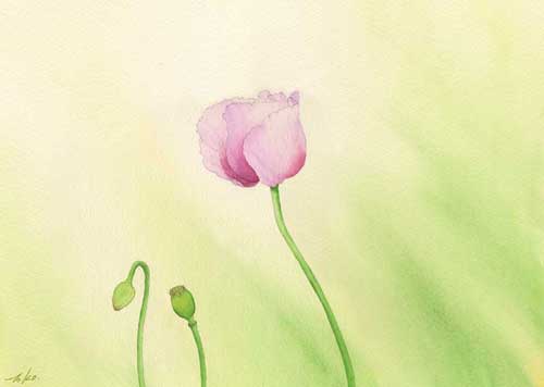 水彩画　光(虞美人草)