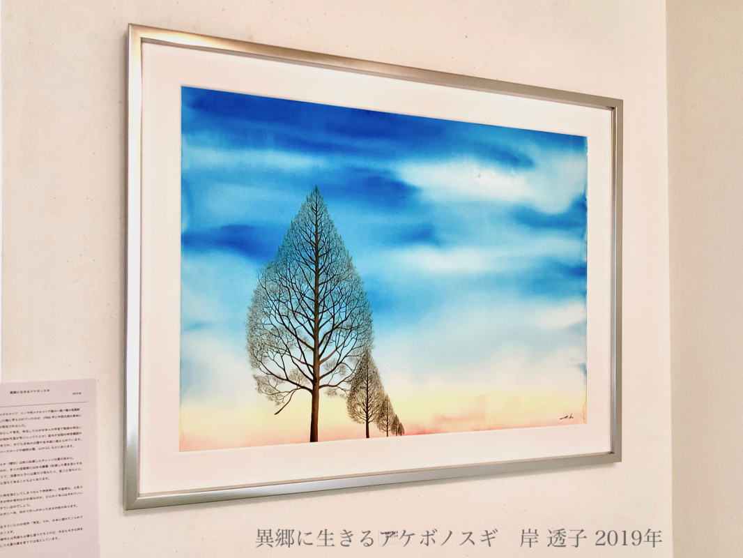 水彩画 異郷に生きるアケボノスギ